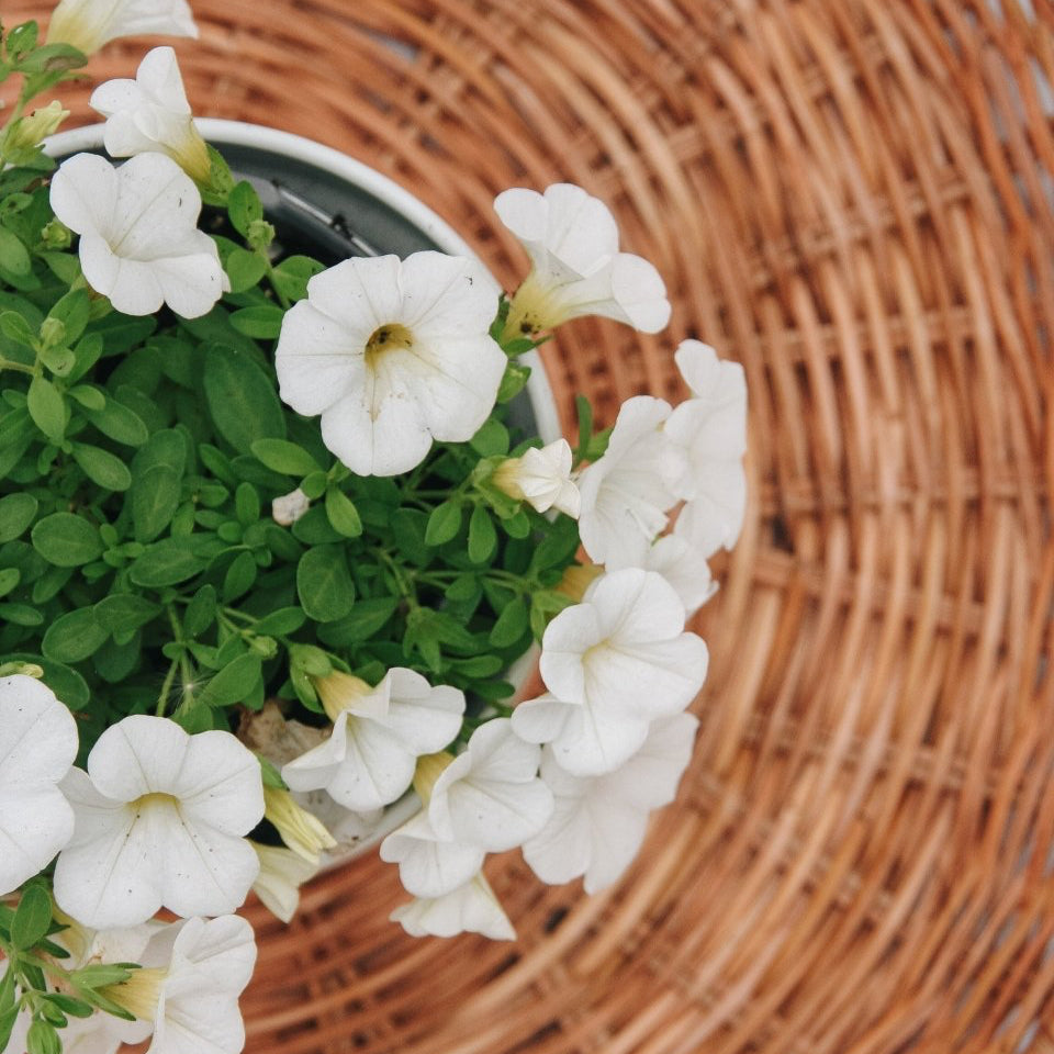 Calibrachoa Superbells White - LandscapeDirect
