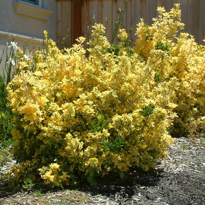 Canadale Gold Euonymus - LandscapeDirect