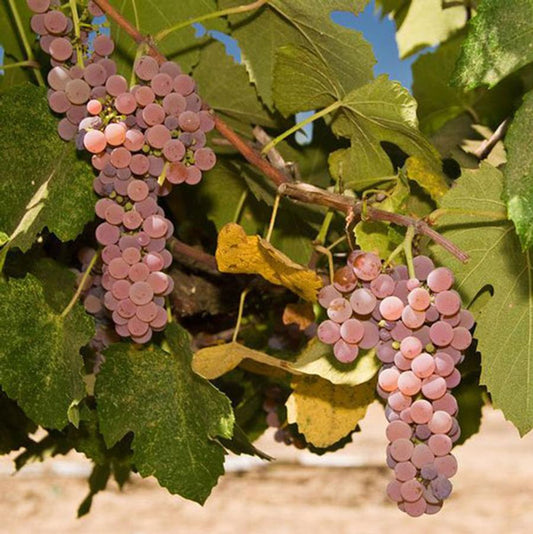 Canadice Red Grape