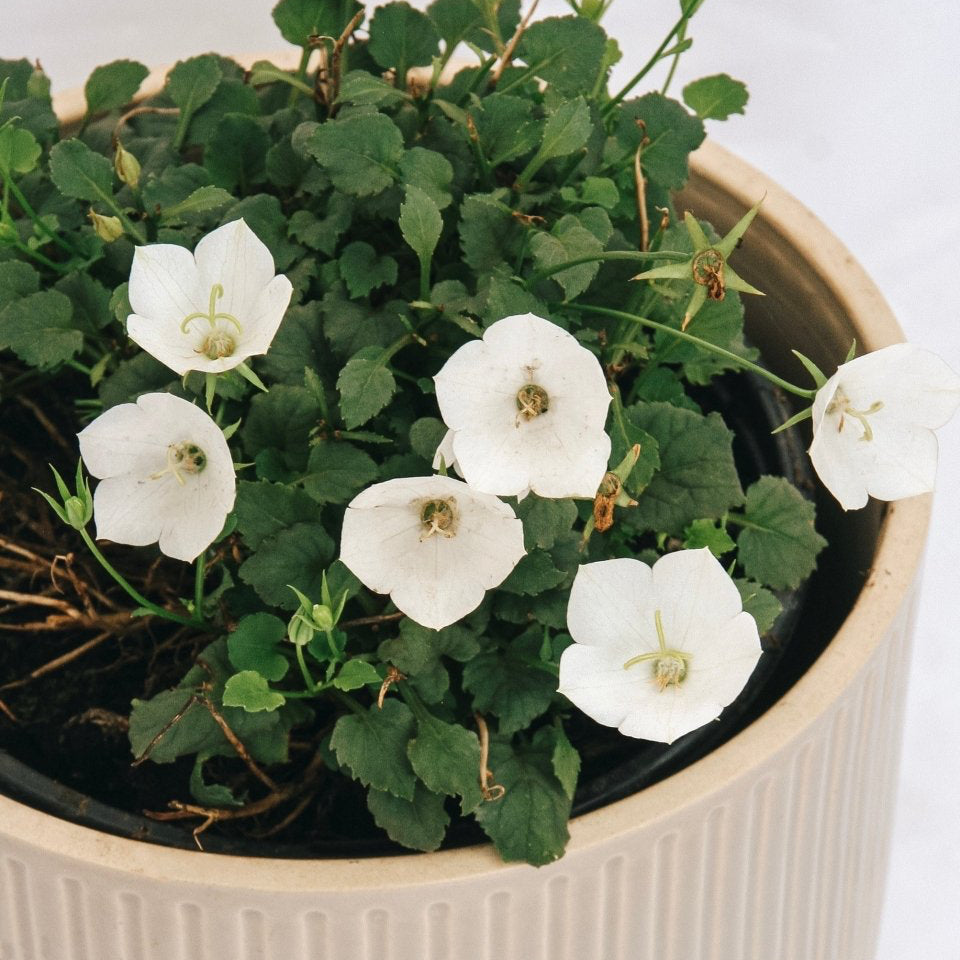 Carpathian Bellflower - Pearl White - LandscapeDirect