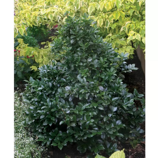 Castle Spire Blue Holly - LandscapeDirect
