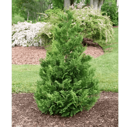 Cedar Rapids False Cypress - LandscapeDirect