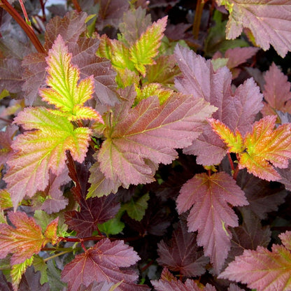 Center Glow Ninebark - LandscapeDirect