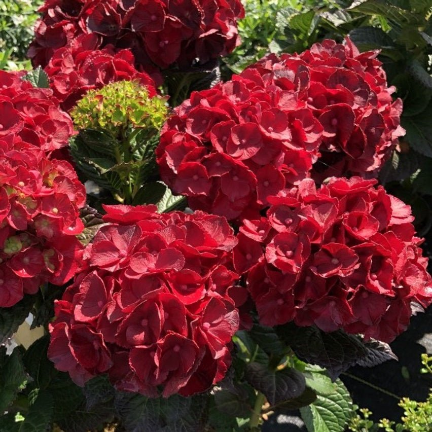 Cherry - Go - Round Hydrangea - LandscapeDirect