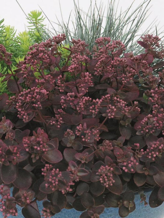 Cherry Tart Stonecrop - LandscapeDirect