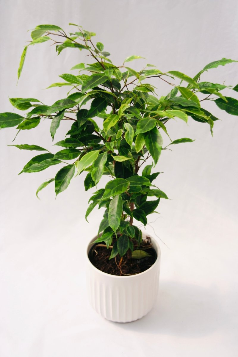 Cling - On® Anastasia Weeping Fig - LandscapeDirect