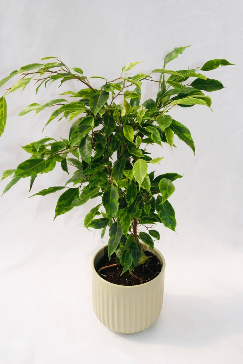 Cling - On® Anastasia Weeping Fig - LandscapeDirect