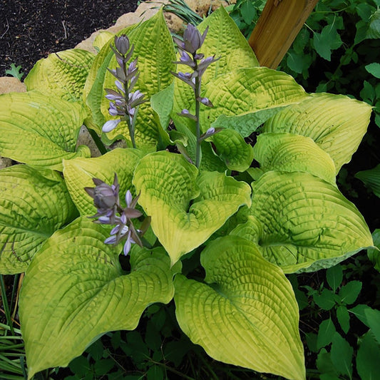 Coast to Coast Plantain Lily - LandscapeDirect