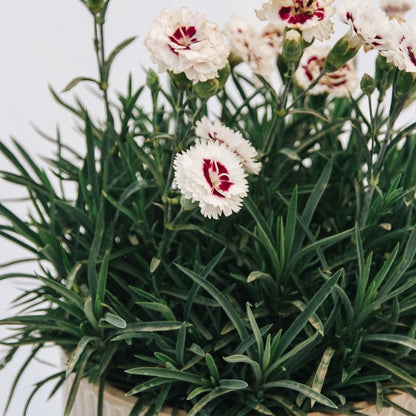 Coconut Surprise Pinks - LandscapeDirect