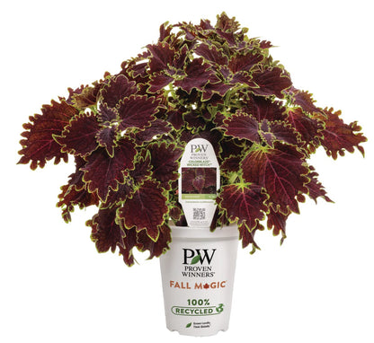 Colorblaze® Wicked Witch™ Coleus - LandscapeDirect