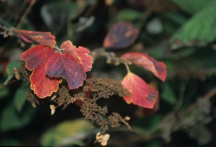 Common Witch Hazel - LandscapeDirect