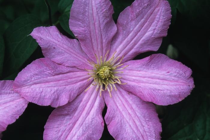 Comtesse de Bouchard Clematis - LandscapeDirect