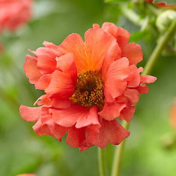 Coral Tempest Avens - LandscapeDirect