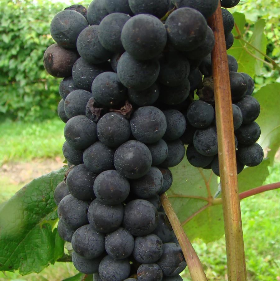 Sovereign Coronation Blue Grape