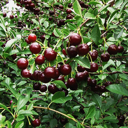 Cupid Dwarf Cherry - LandscapeDirect