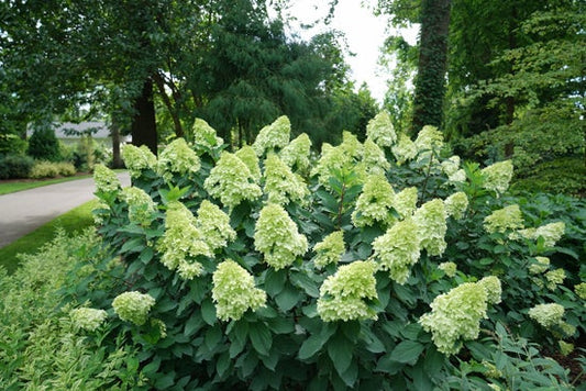 Limelight PRIME Hydrangea