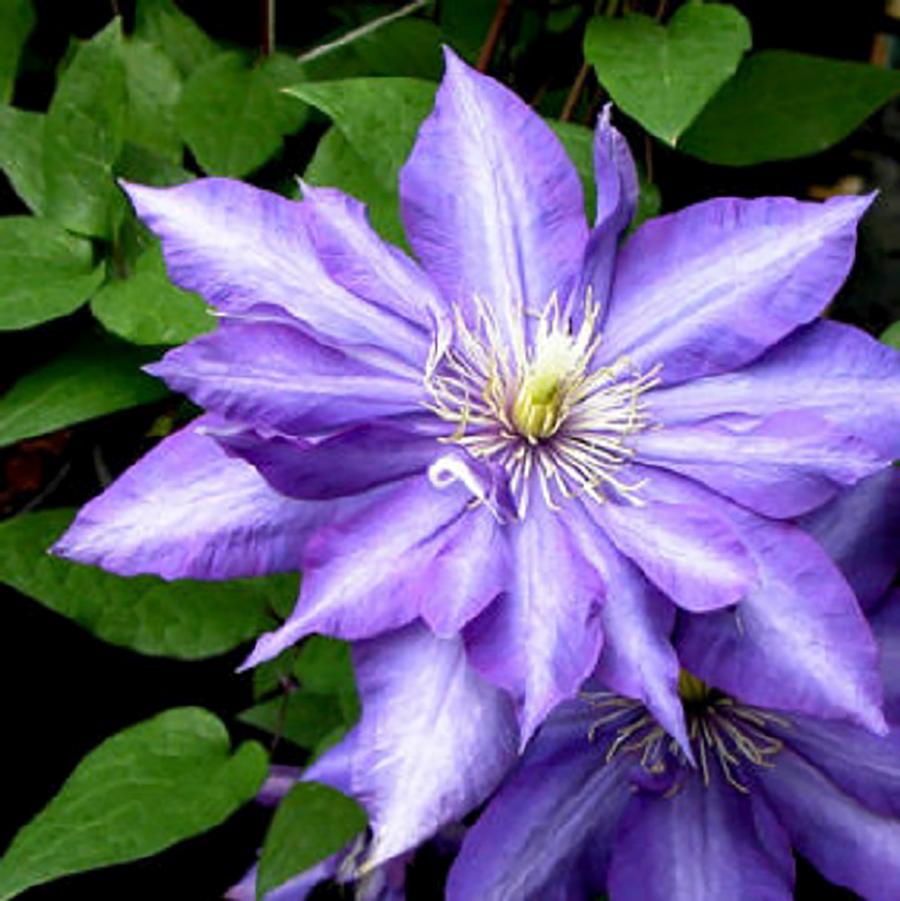 Daniel Deronda Clematis - LandscapeDirect
