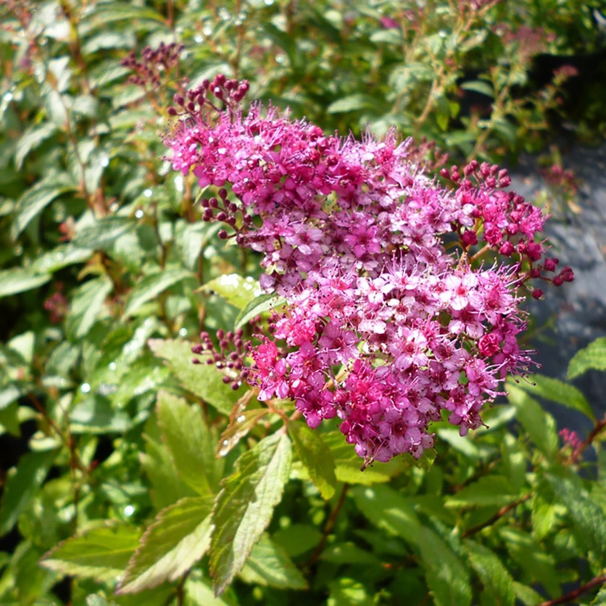 Dart's Red Spirea - LandscapeDirect