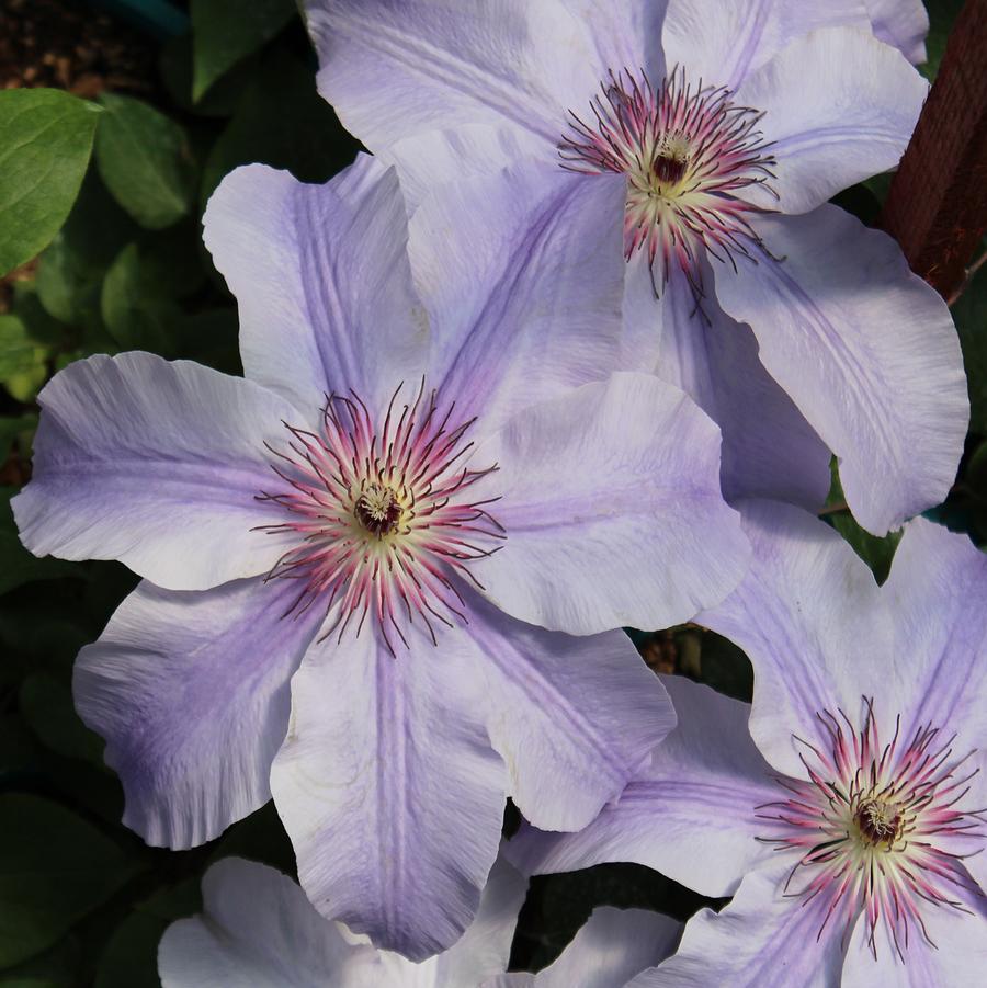 Vancouver Deborah Dahl Clematis