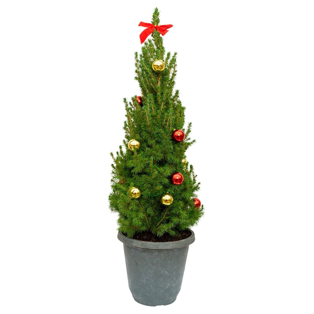 Decorated Dwarf Alberta Spruce with String Lights - LandscapeDirect