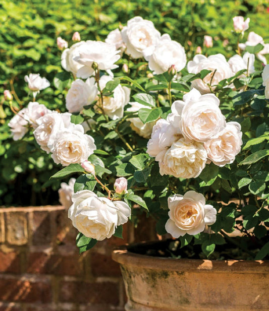 Desdemona English Rose - LandscapeDirect