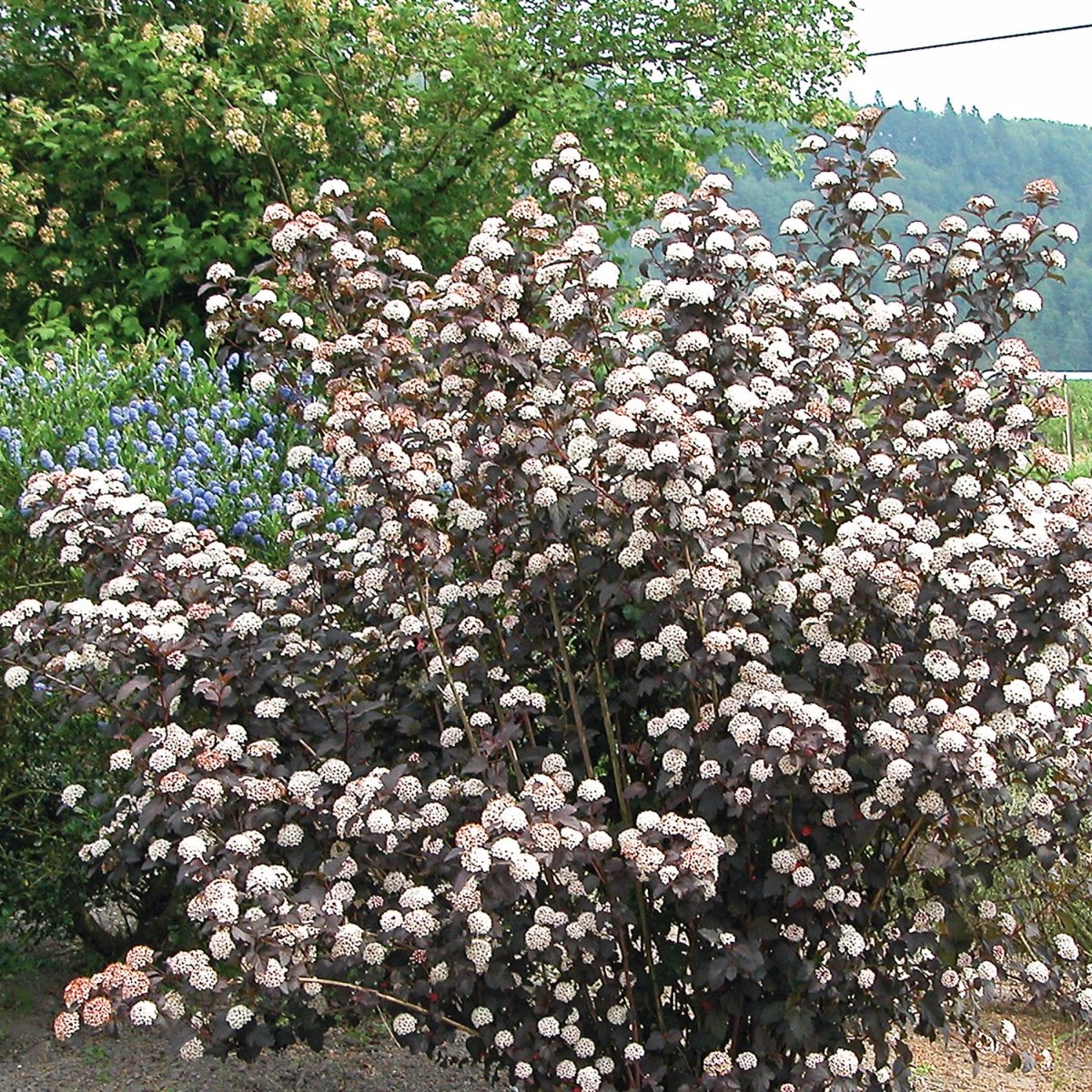 Diabolo Ninebark - LandscapeDirect