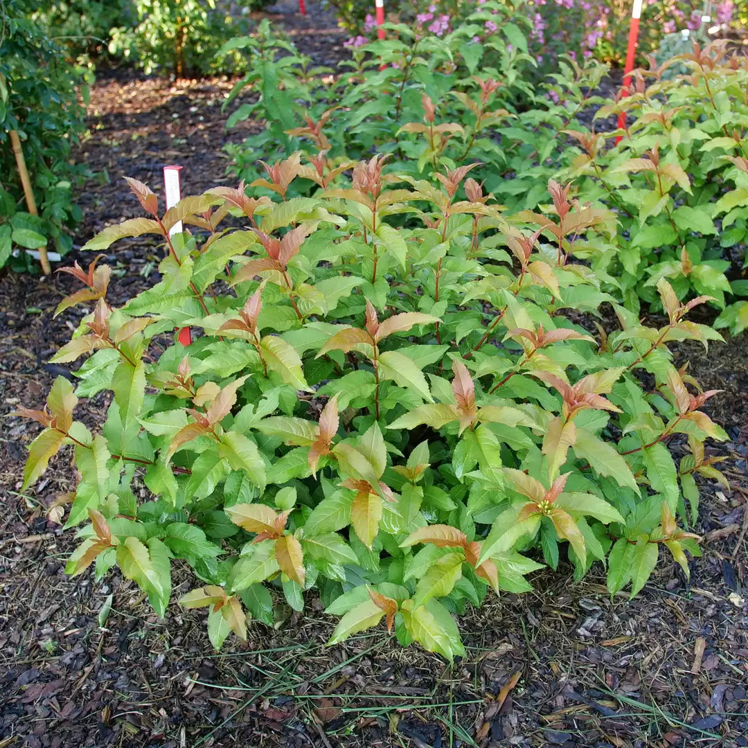Kodiak Spiced Bush Honeysuckle