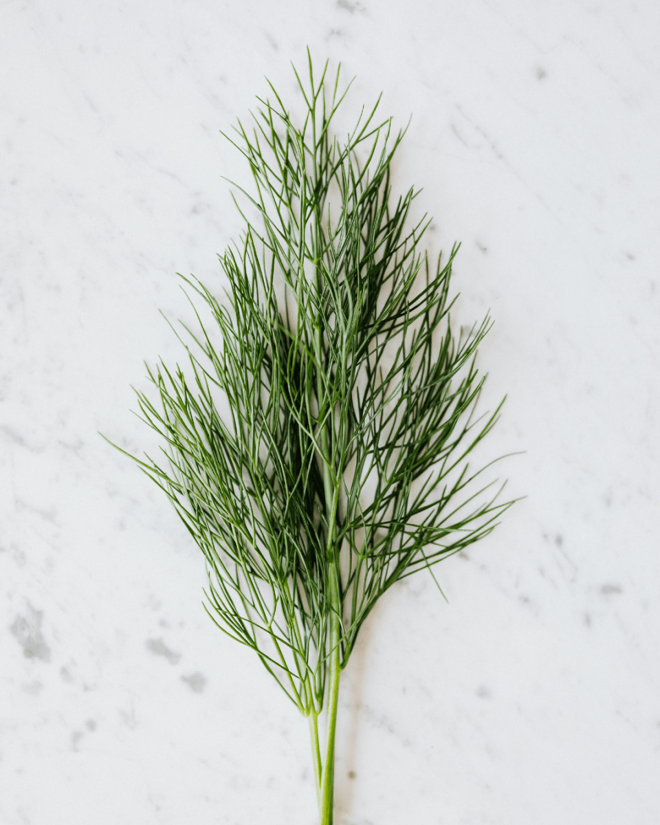 Dill - LandscapeDirect
