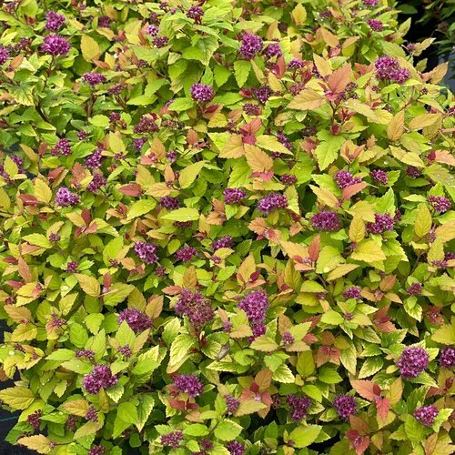 Dolly™ Spirea - LandscapeDirect
