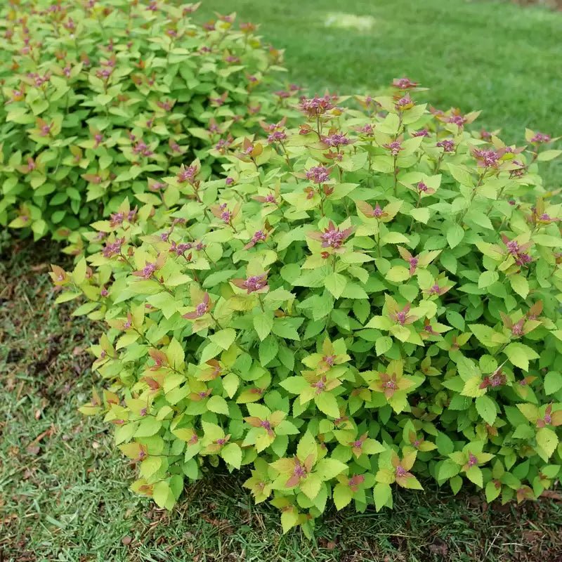 Double Play Dolly Spirea - LandscapeDirect