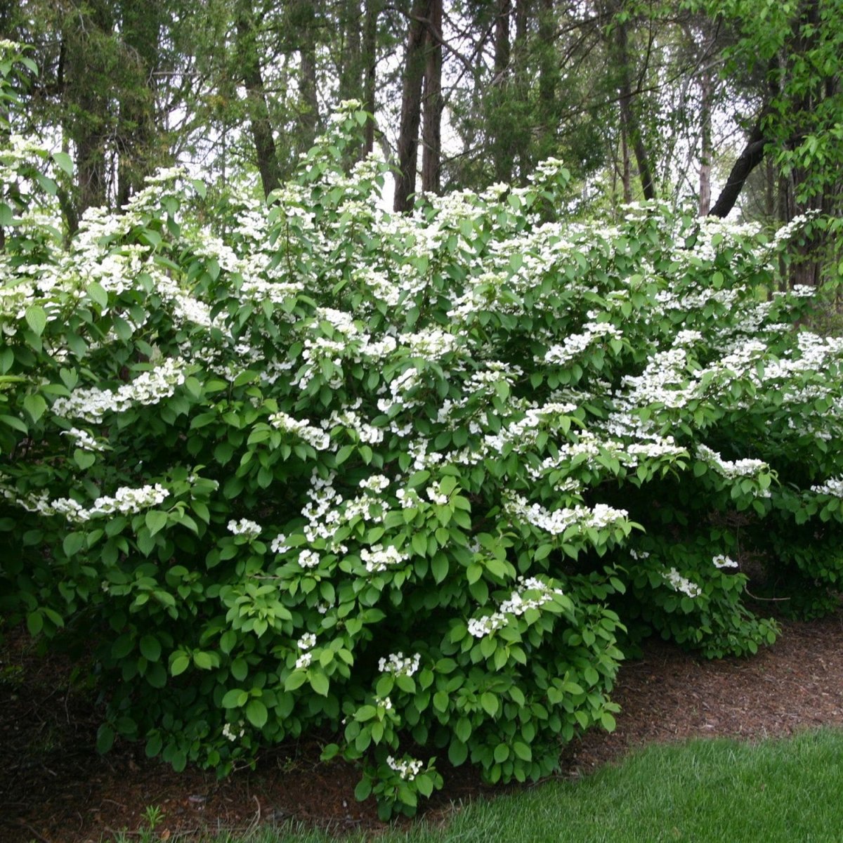 Doublefile Viburnum - LandscapeDirect