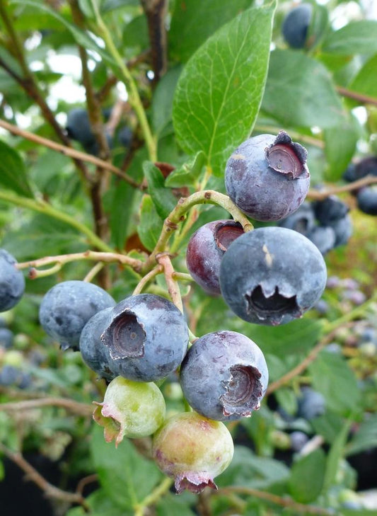 Duke Blueberry