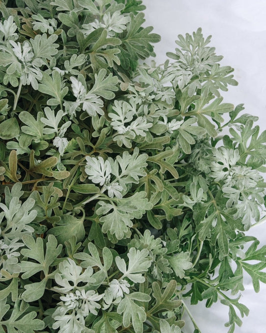 Dusty Miller Artemesia - LandscapeDirect