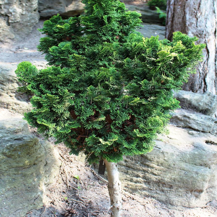 Dwarf Gracilis Hinoki Cypress - Standard - LandscapeDirect