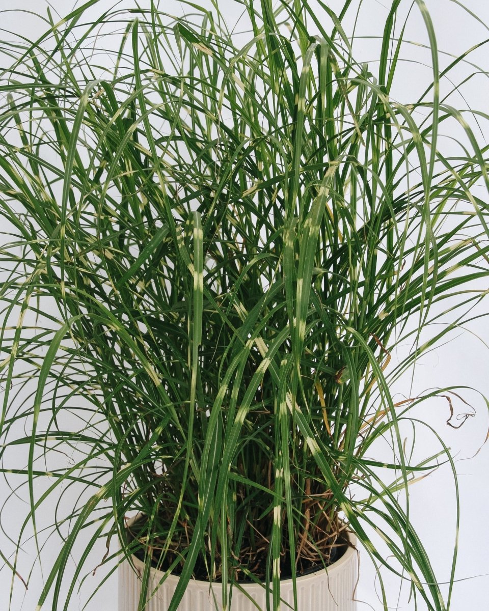Dwarf Zebra Grass - LandscapeDirect