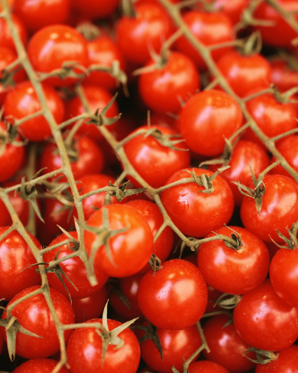 Early Girl Tomato - LandscapeDirect