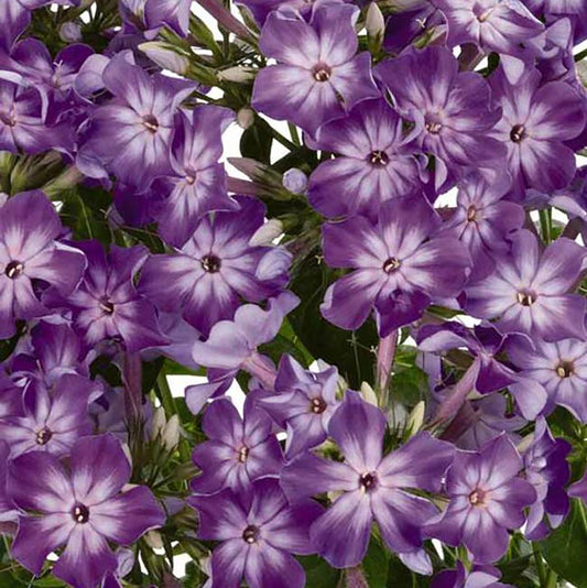 Early Start Purple Eye Garden Phlox - LandscapeDirect
