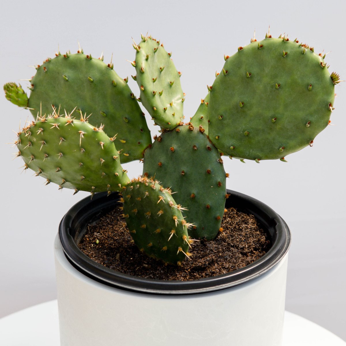 Eastern Prickly Pear Cactus - LandscapeDirect