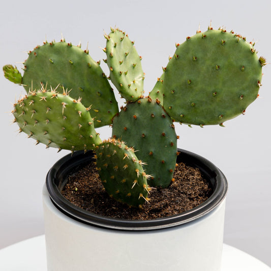 Eastern Prickly Pear Cactus - LandscapeDirect