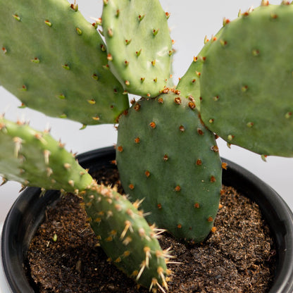 Eastern Prickly Pear Cactus - LandscapeDirect