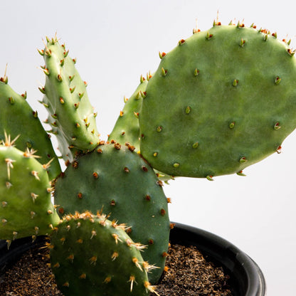 Eastern Prickly Pear Cactus - LandscapeDirect