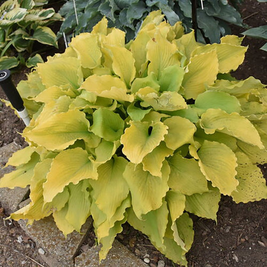 Echo the Sun Plantain Lily - LandscapeDirect