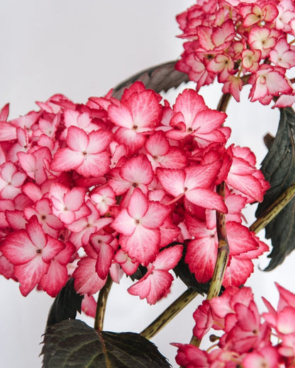 Eclipse Hydrangea - LandscapeDirect