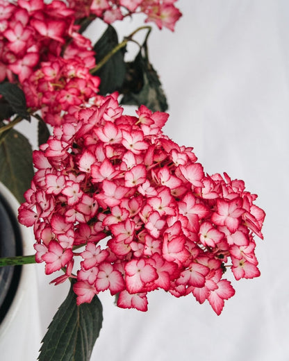 Eclipse Hydrangea - LandscapeDirect