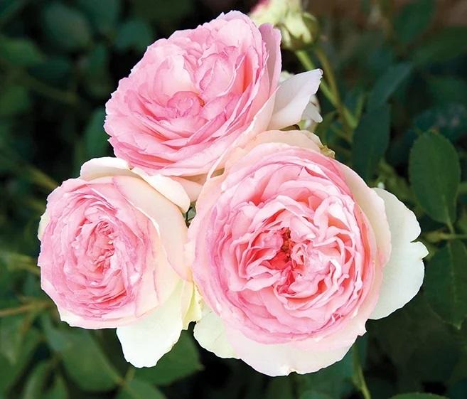 Eden Climber Rose