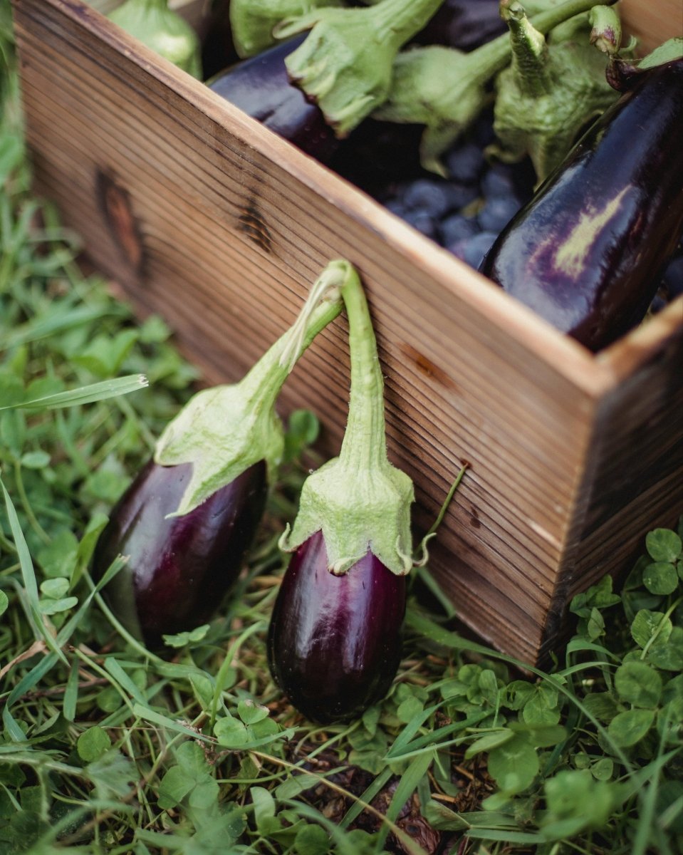 Eggplant - LandscapeDirect