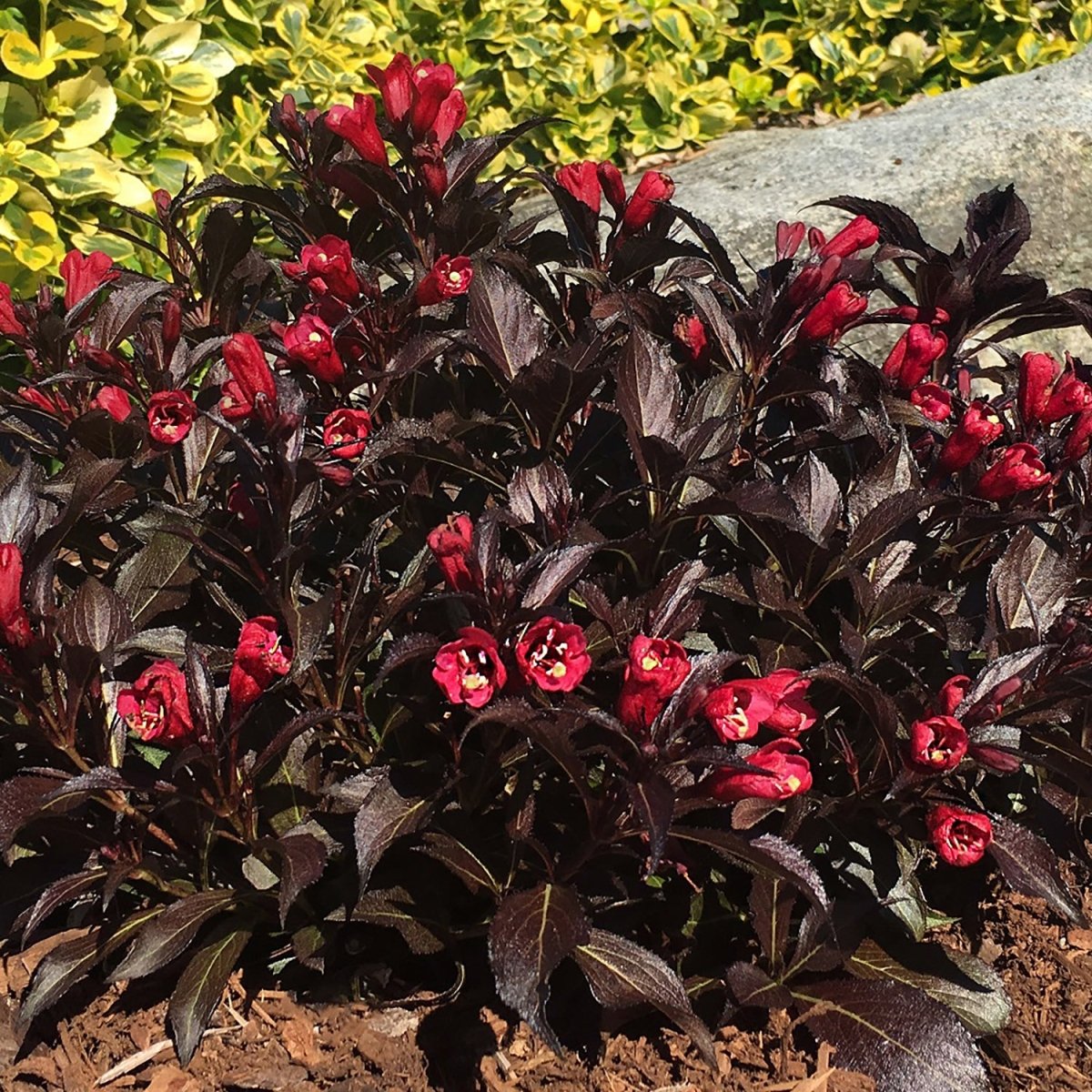 Electric Love Weigela - LandscapeDirect