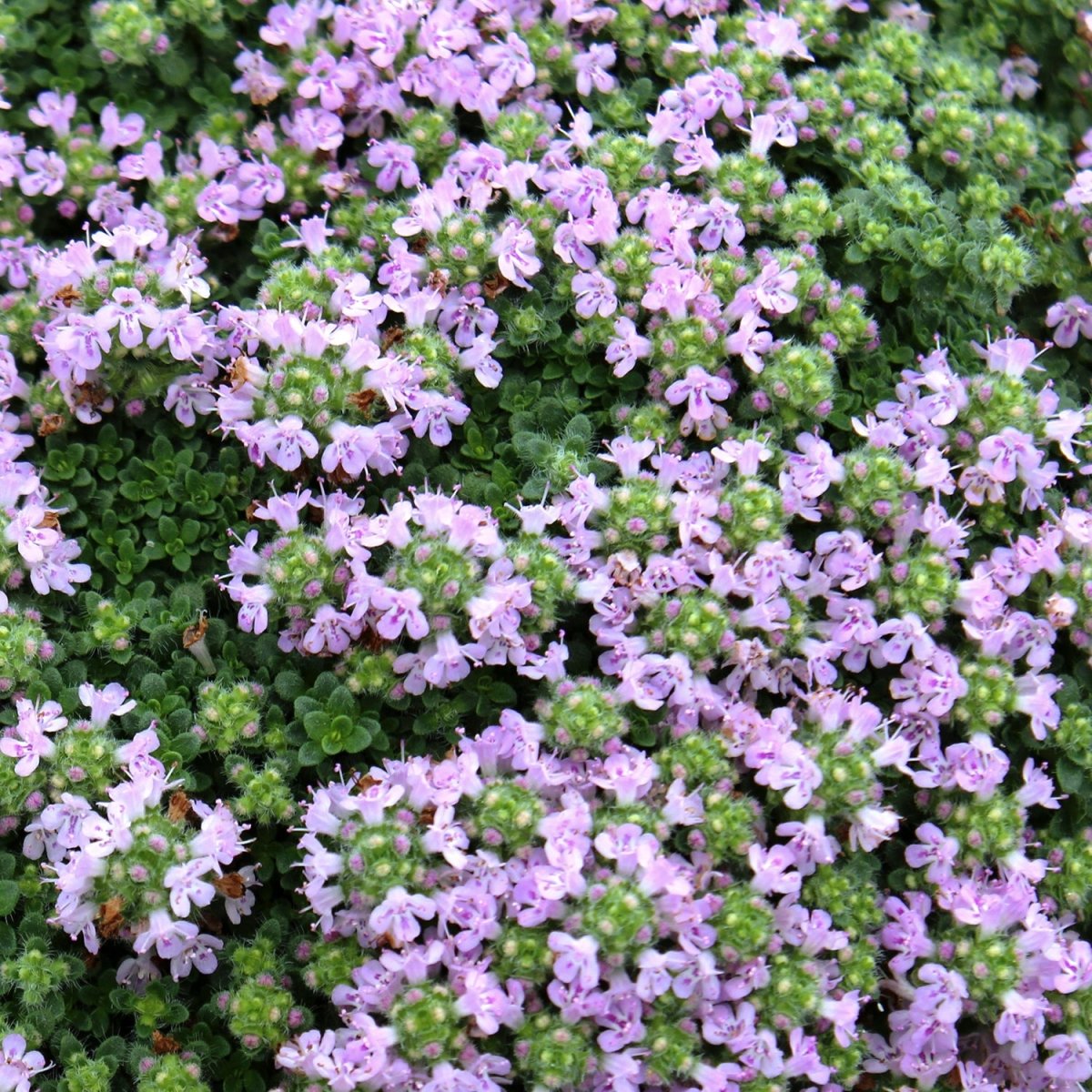 Elfin Thyme - LandscapeDirect