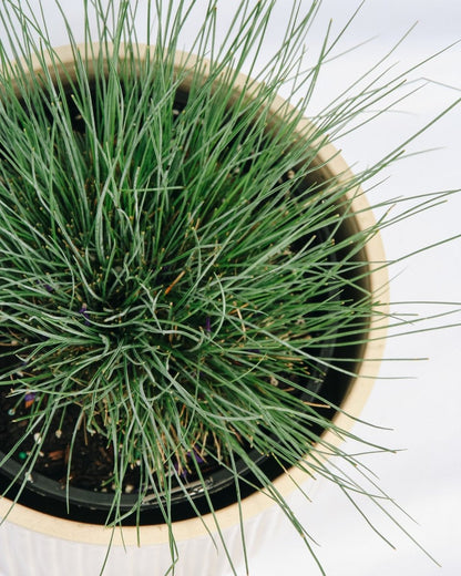 Elijah Blue Fescue - LandscapeDirect