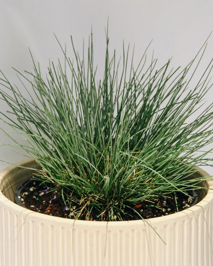 Elijah Blue Fescue - LandscapeDirect